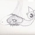 0046.delfin corrompido tif